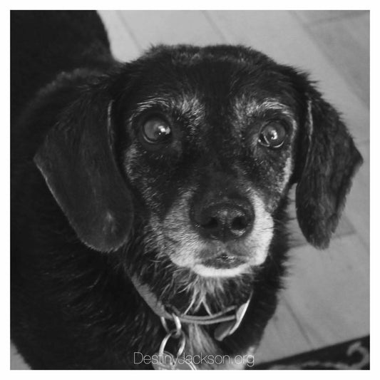 In Loving Memory of My Charity Anne